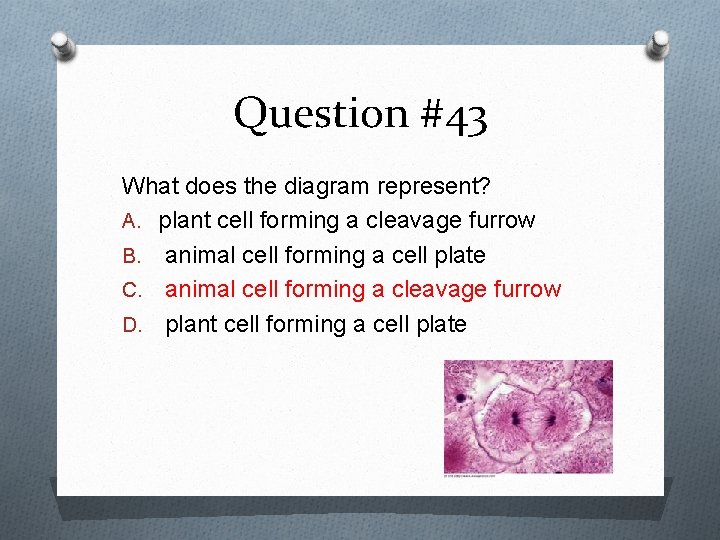 Question #43 What does the diagram represent? A. plant cell forming a cleavage furrow