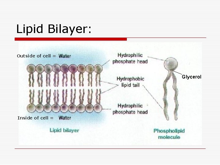 Lipid Bilayer: Outside of cell = Glycerol Inside of cell = Lipid Bilayer: Outside of cell = Glycerol Inside of cell =