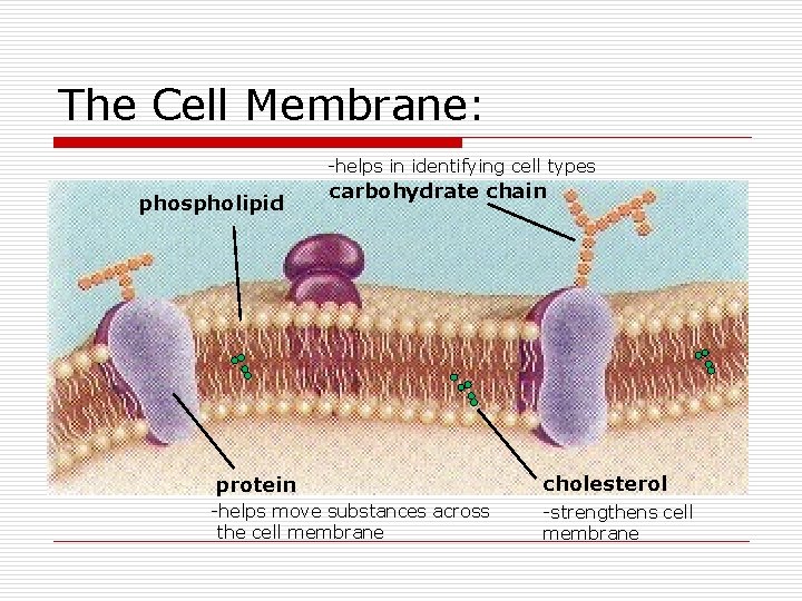 The Cell Membrane: -helps in identifying cell types phospholipid carbohydrate chain protein cholesterol -helps The Cell Membrane: -helps in identifying cell types phospholipid carbohydrate chain protein cholesterol -helps