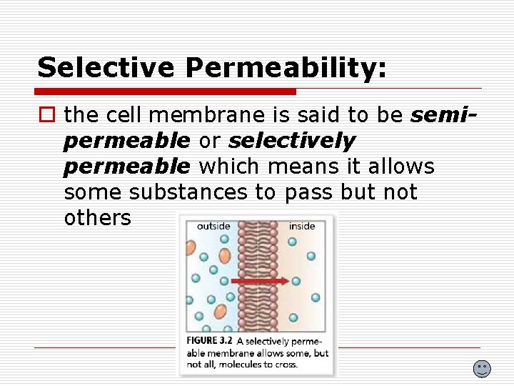 Selective Permeability: o the cell membrane is said to be semipermeable or selectively permeable Selective Permeability: o the cell membrane is said to be semipermeable or selectively permeable