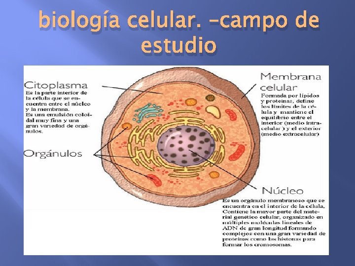 biología celular. –campo de estudio 