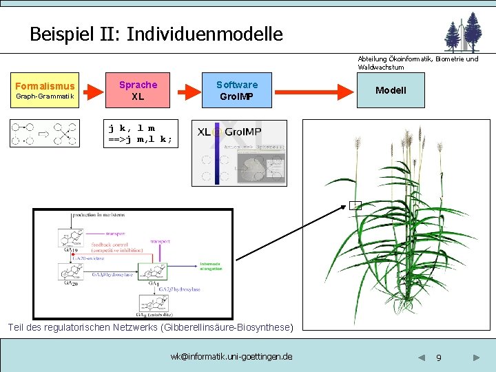 Beispiel II: Individuenmodelle Abteilung Ökoinformatik, Biometrie und Waldwachstum Formalismus Graph-Grammatik Sprache XL Software Gro.