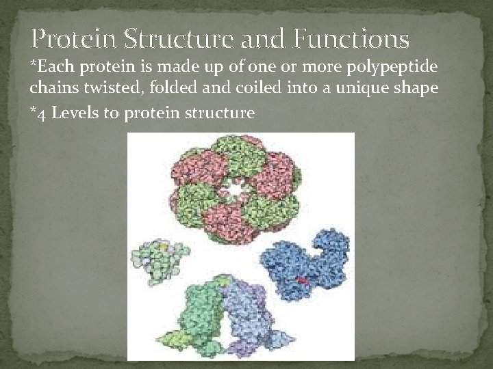 Protein Structure and Functions *Each protein is made up of one or more polypeptide