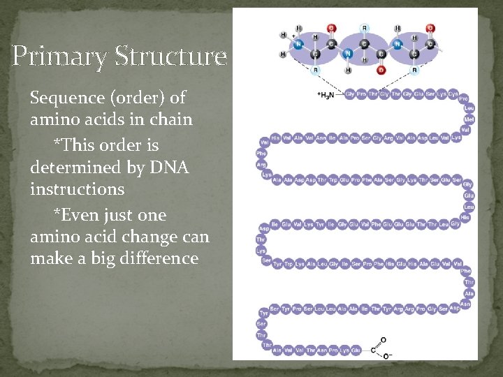 Primary Structure Sequence (order) of amino acids in chain *This order is determined by