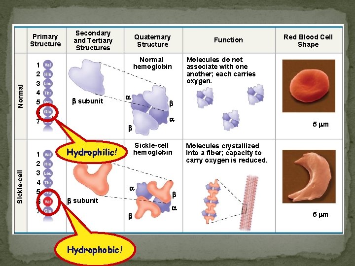 Sickle-cell Normal Primary Structure 1 2 3 4 5 6 7 Secondary and Tertiary