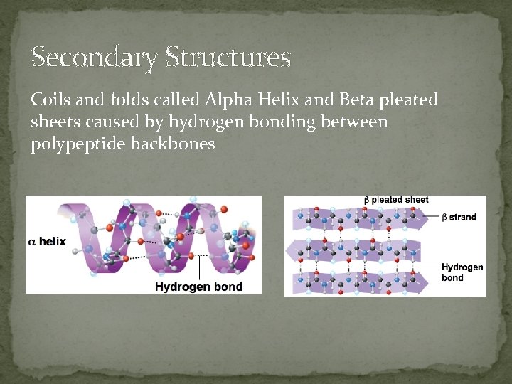 Secondary Structures Coils and folds called Alpha Helix and Beta pleated sheets caused by