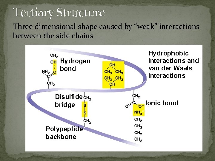 Tertiary Structure Three dimensional shape caused by “weak” interactions between the side chains Hydrogen