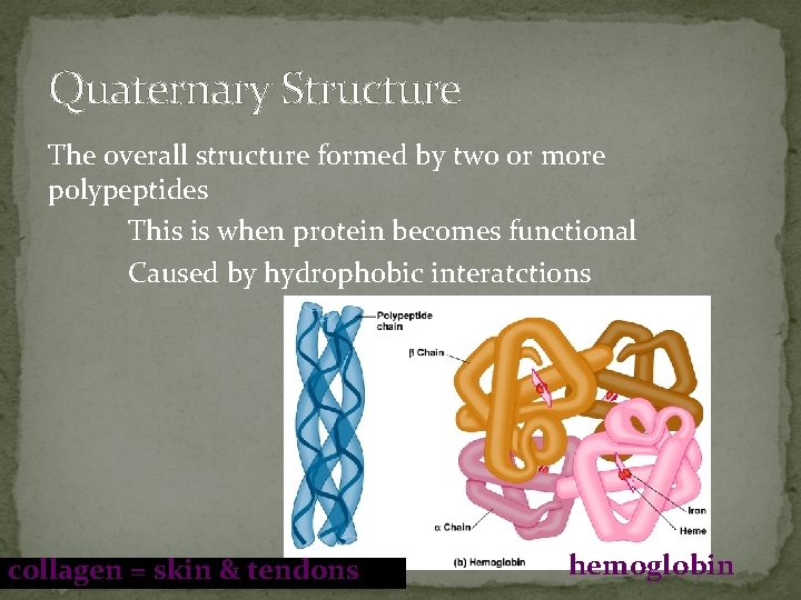 Quaternary Structure The overall structure formed by two or more polypeptides This is when