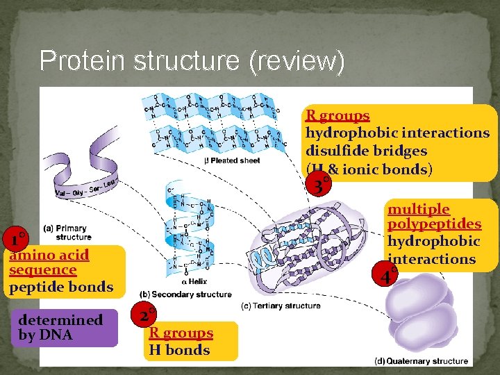 Protein structure (review) R groups hydrophobic interactions disulfide bridges (H & ionic bonds) 3°