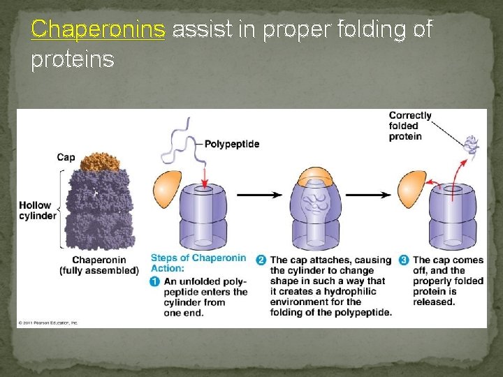 Chaperonins assist in proper folding of proteins 