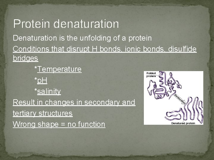 Protein denaturation Denaturation is the unfolding of a protein Conditions that disrupt H bonds,
