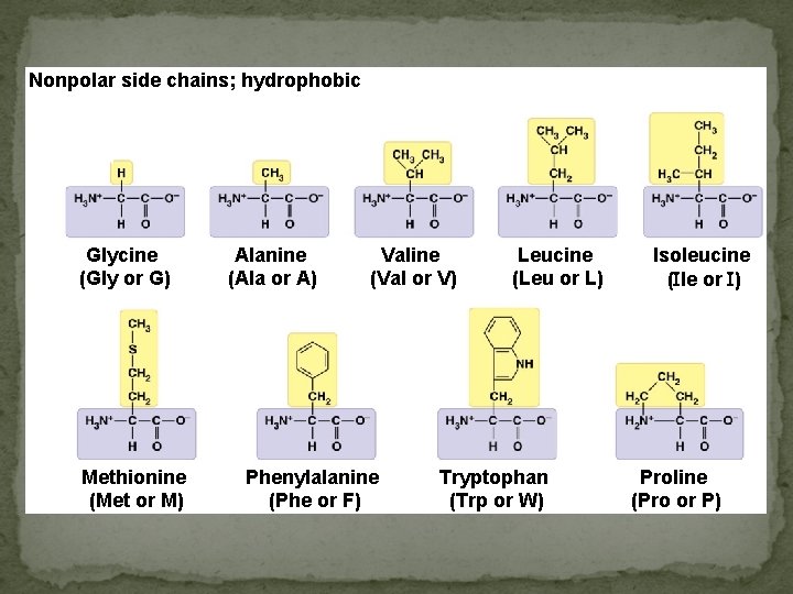 Nonpolar side chains; hydrophobic ) Glycine (Gly or G) Methionine (Met or M) Alanine