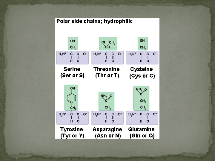 Polar side chains; hydrophilic Serine (Ser or S) Threonine (Thr or T) Cysteine (Cys