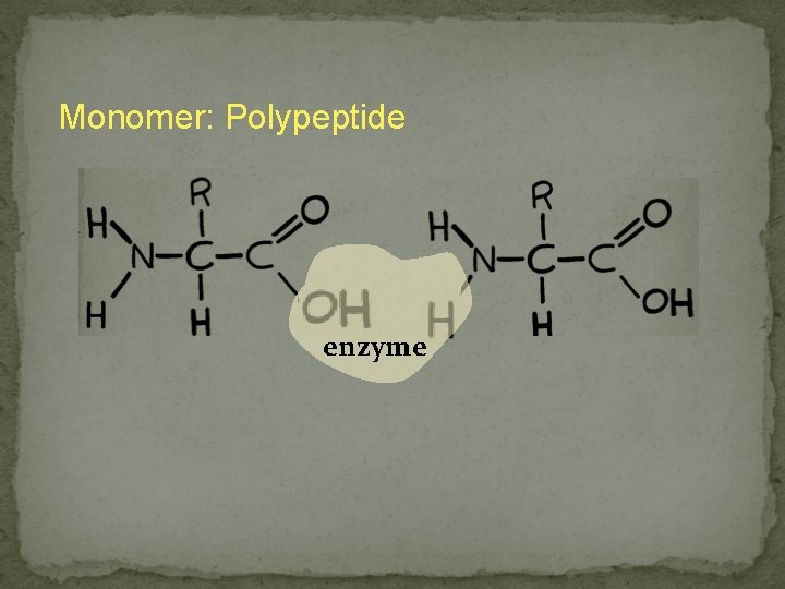 Monomer: Polypeptide enzyme 