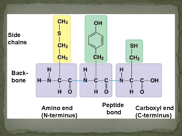 Side chains Backbone Amino end (N-terminus) Peptide bond Carboxyl end (C-terminus) 