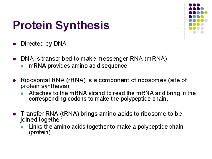 Protein Synthesis l Directed by DNA l DNA is transcribed to make messenger RNA