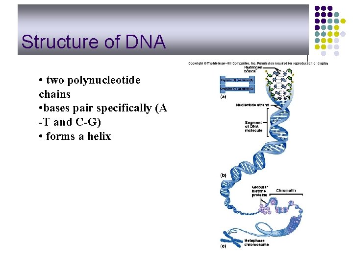 Structure of DNA • two polynucleotide chains • bases pair specifically (A -T and