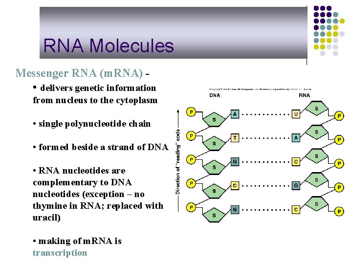 RNA Molecules Messenger RNA (m. RNA) • delivers genetic information from nucleus to the
