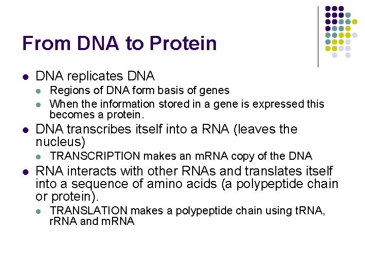 From DNA to Protein l DNA replicates DNA l l l DNA transcribes itself