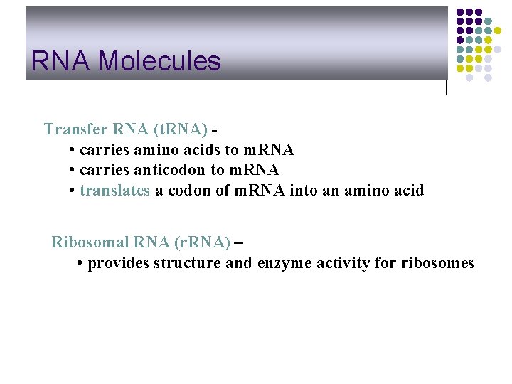 RNA Molecules Transfer RNA (t. RNA) • carries amino acids to m. RNA •