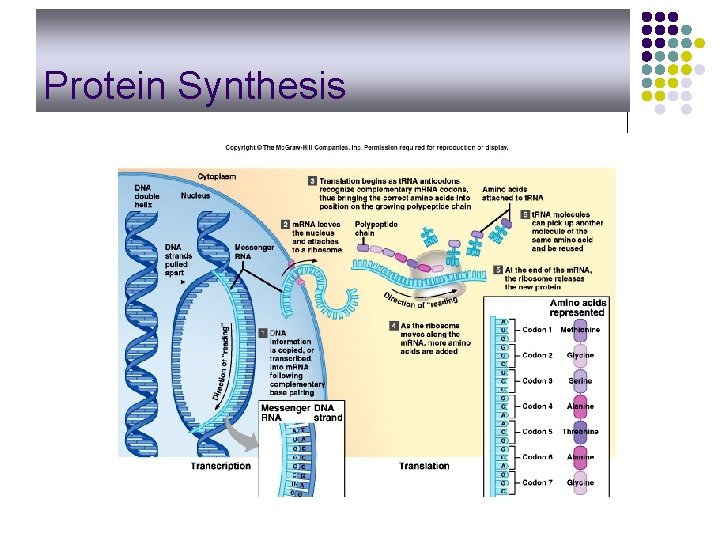 Protein Synthesis 