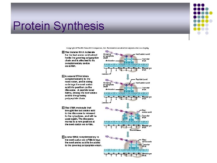 Protein Synthesis 