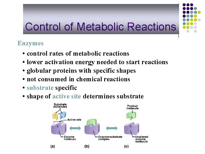 Control of Metabolic Reactions Enzymes • control rates of metabolic reactions • lower activation