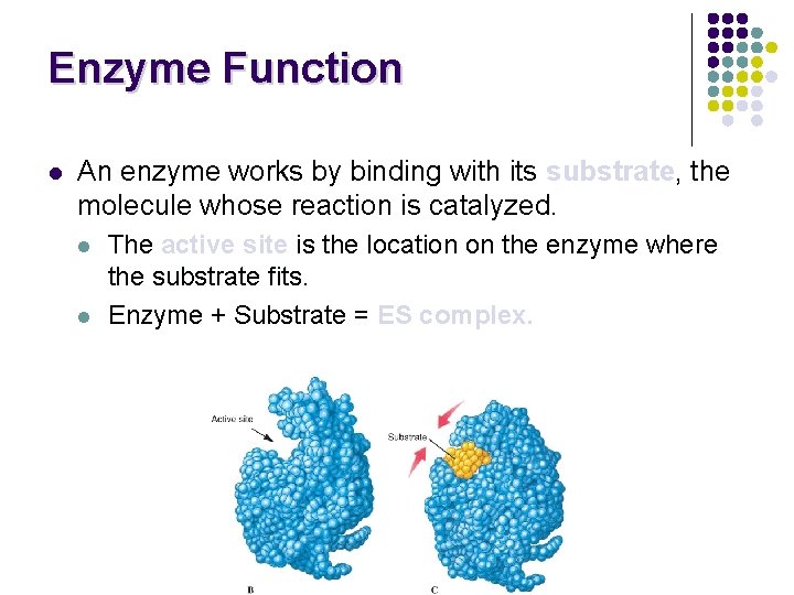 Enzyme Function l An enzyme works by binding with its substrate, the molecule whose