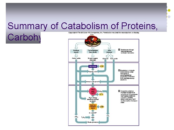Summary of Catabolism of Proteins, Carbohydrates, and Fats 