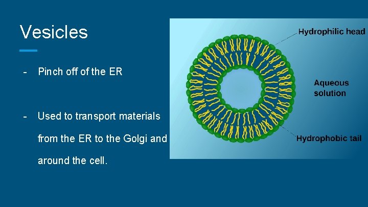 Vesicles - Pinch off of the ER - Used to transport materials from the