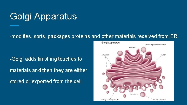 Golgi Apparatus -modifies, sorts, packages proteins and other materials received from ER. -Golgi adds