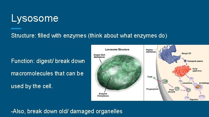 Lysosome Structure: filled with enzymes (think about what enzymes do) Function: digest/ break down