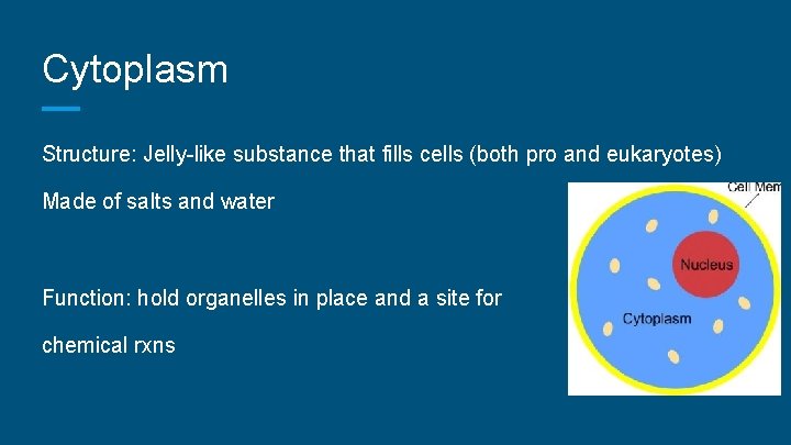 Cytoplasm Structure: Jelly-like substance that fills cells (both pro and eukaryotes) Made of salts