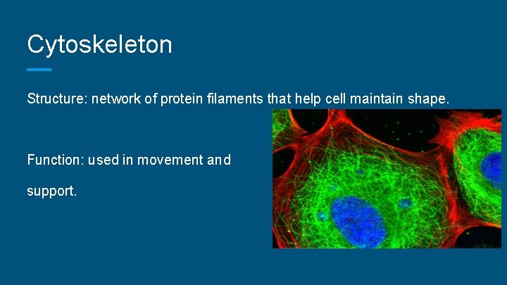 Cytoskeleton Structure: network of protein filaments that help cell maintain shape. Function: used in