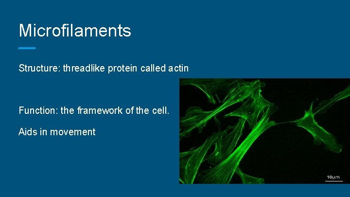 Microfilaments Structure: threadlike protein called actin Function: the framework of the cell. Aids in
