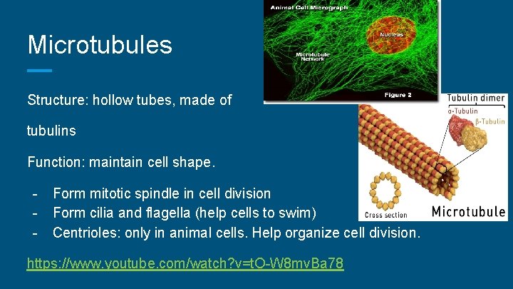Microtubules Structure: hollow tubes, made of tubulins Function: maintain cell shape. - Form mitotic