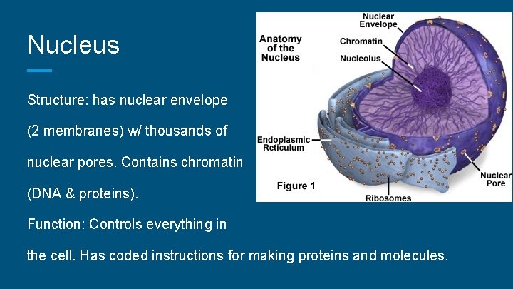 Nucleus Structure: has nuclear envelope (2 membranes) w/ thousands of nuclear pores. Contains chromatin