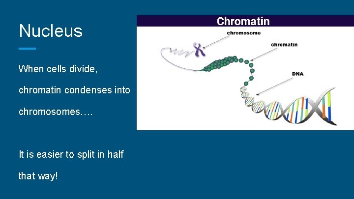 Nucleus When cells divide, chromatin condenses into chromosomes…. It is easier to split in
