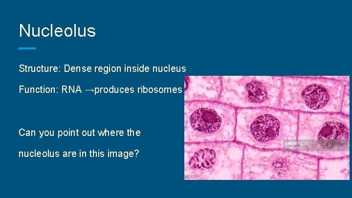 Nucleolus Structure: Dense region inside nucleus Function: RNA →produces ribosomes Can you point out