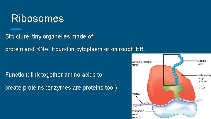Ribosomes Structure: tiny organelles made of protein and RNA. Found in cytoplasm or on