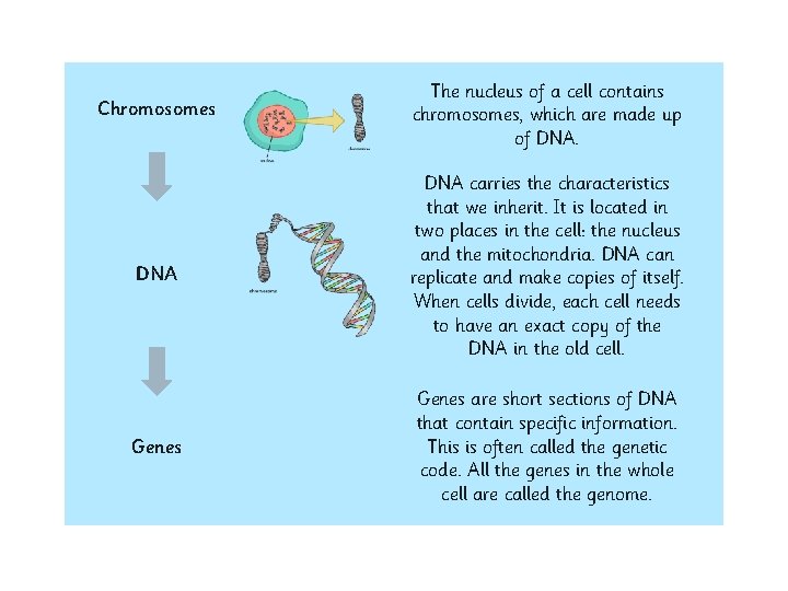 Chromosomes The nucleus of a cell contains chromosomes, which are made up of DNA