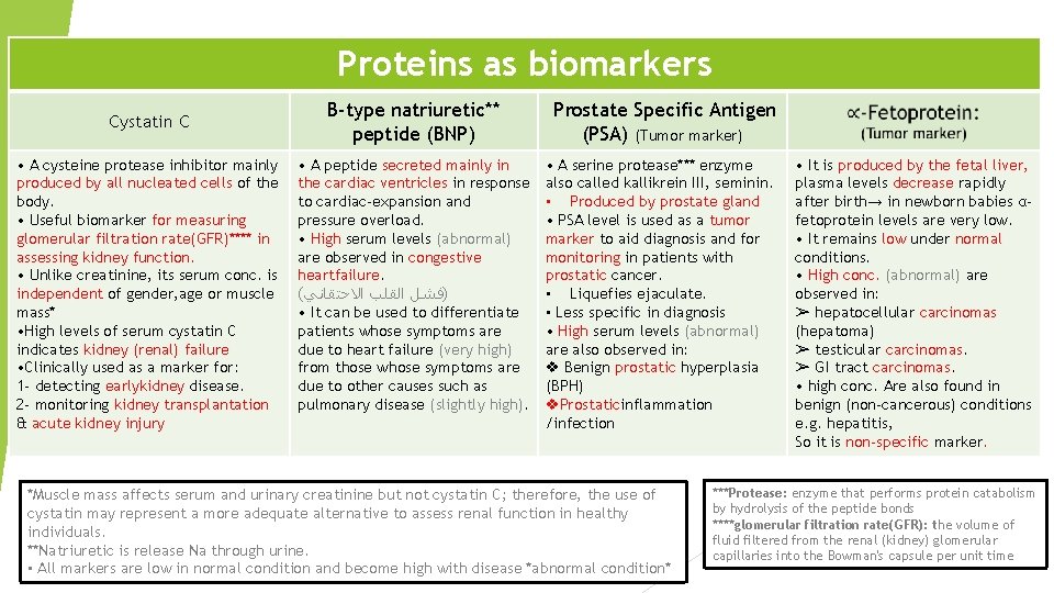 Proteins as biomarkers Cystatin C • A cysteine protease inhibitor mainly produced by all