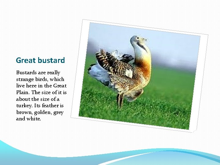 Great bustard Bustards are really strange birds, which live here in the Great Plain.