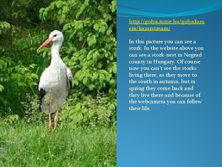 http: //golya. mme. hu/golyakam era/kazarstream/ In this picture you can see a stork. In