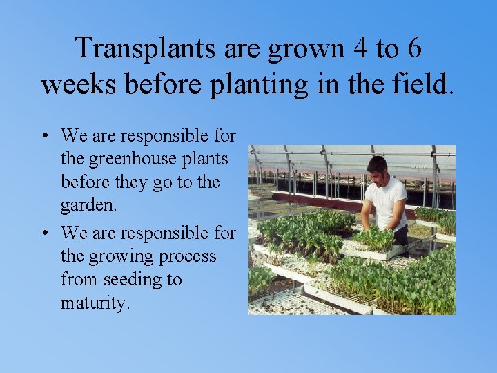 Transplants are grown 4 to 6 weeks before planting in the field. • We