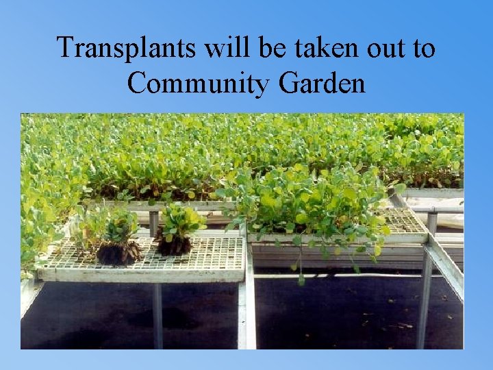 Transplants will be taken out to Community Garden 