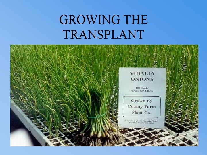 GROWING THE TRANSPLANT 