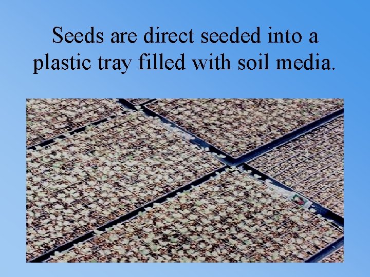 Seeds are direct seeded into a plastic tray filled with soil media. 