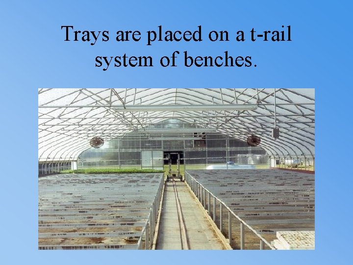 Trays are placed on a t-rail system of benches. 