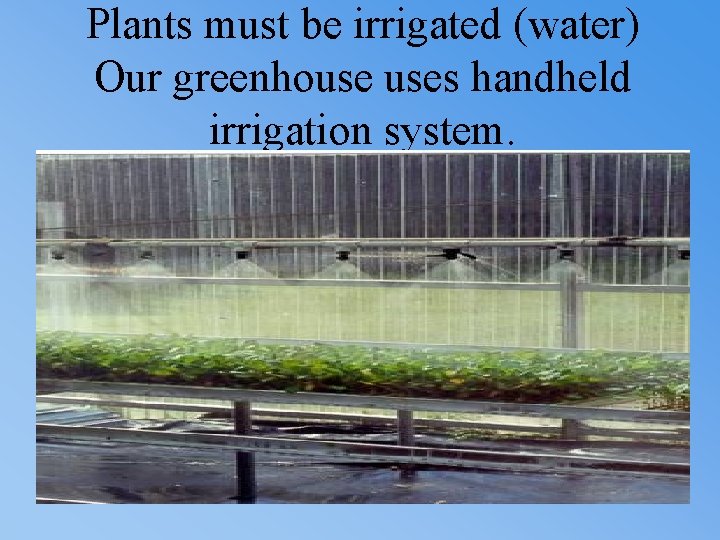 Plants must be irrigated (water) Our greenhouse uses handheld irrigation system. 